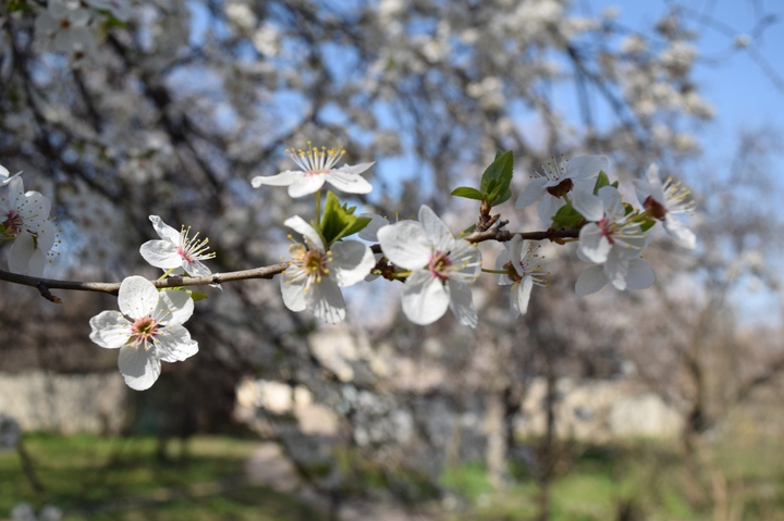 blossoming tree and sunshine