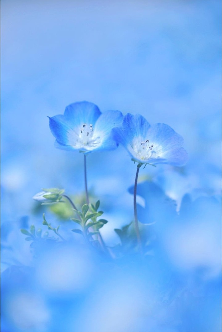 baby blue