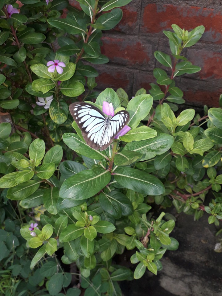 butterfly