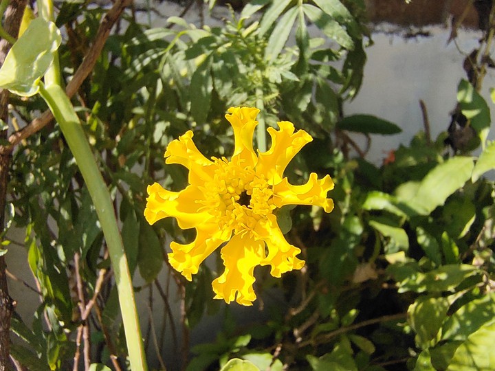 yellow flowers