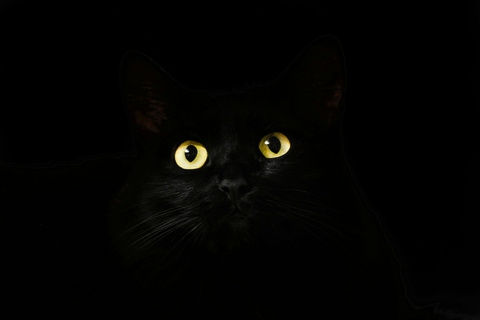 шпалери Carnivore, whiskers
