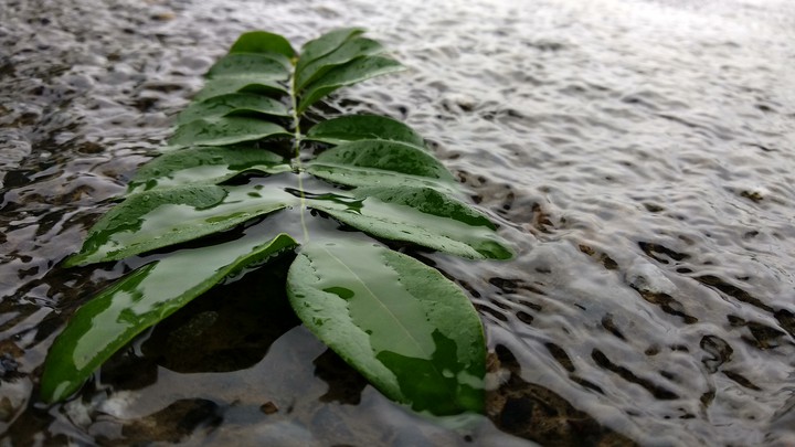 monsoon