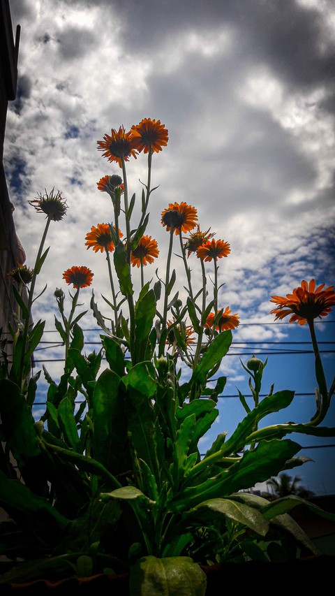 flower