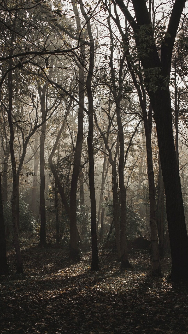into the dense forest...