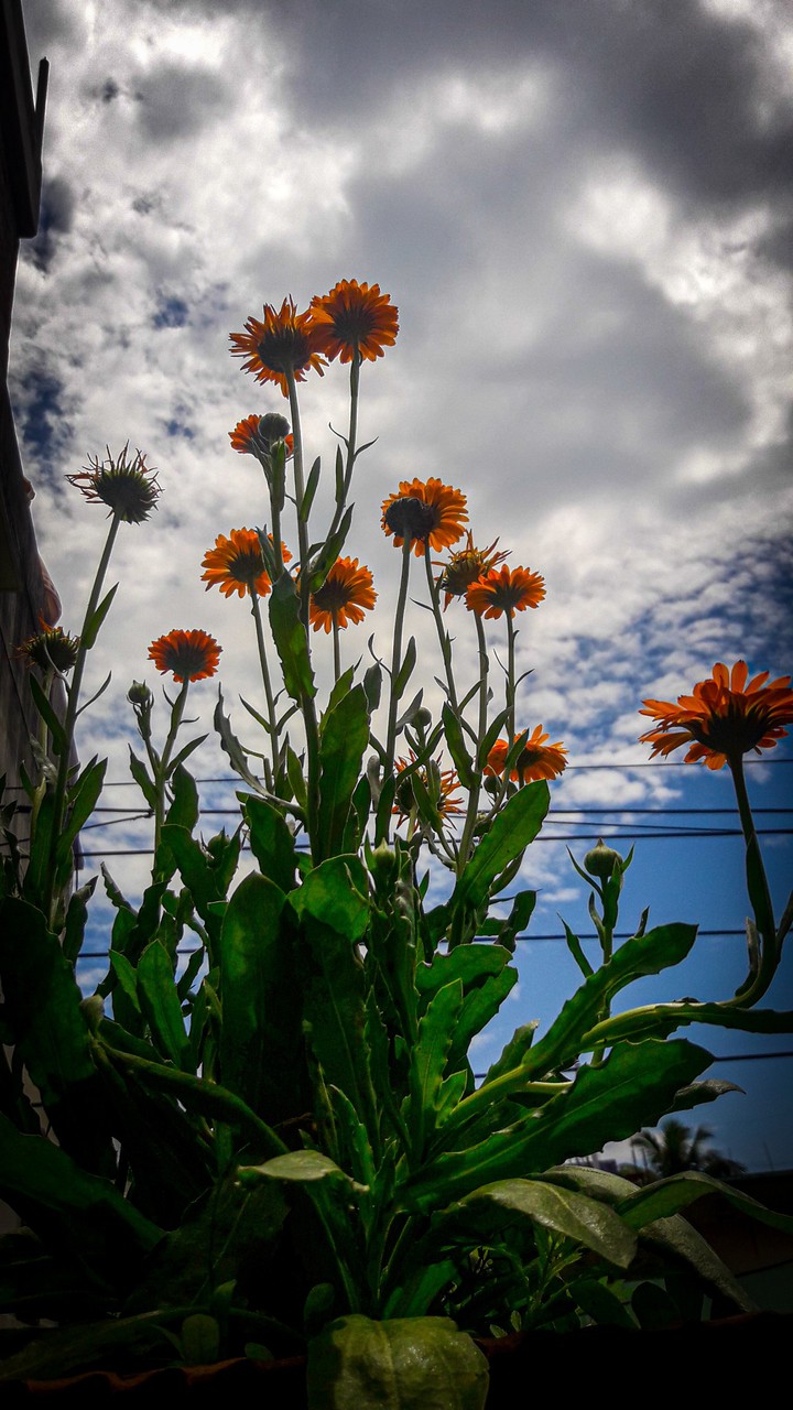 flower