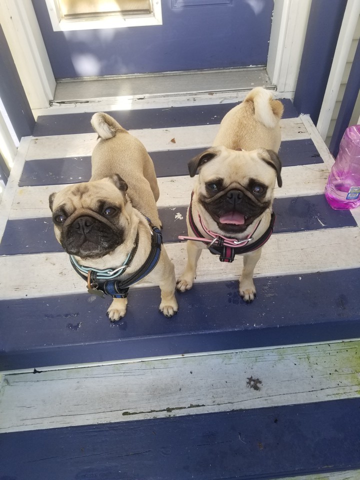 rico and lailah
