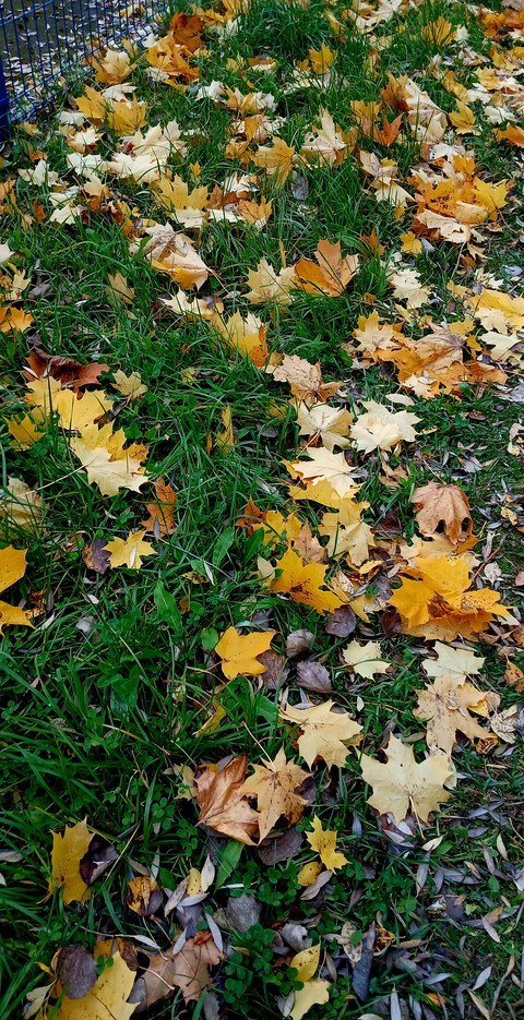 Leaf, Green, Yellow
