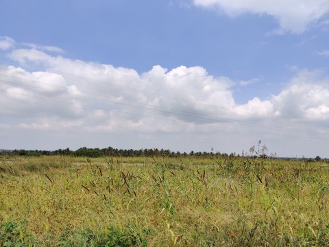 Greenery