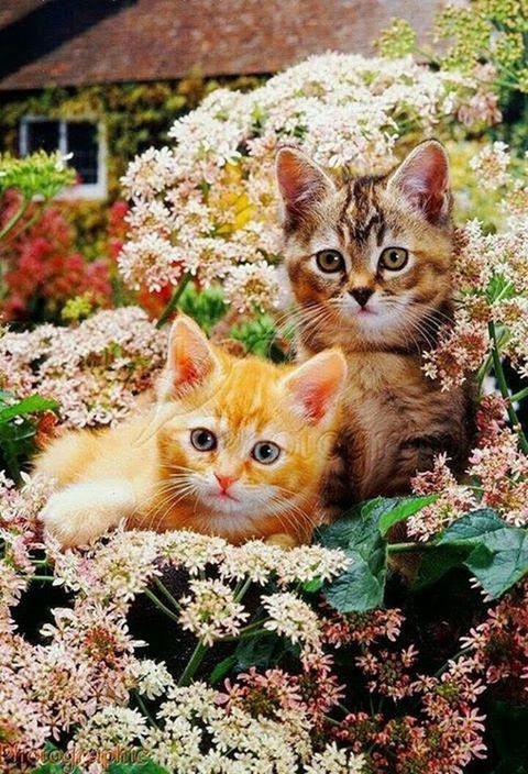 Cats in the flowers ❤️❤️