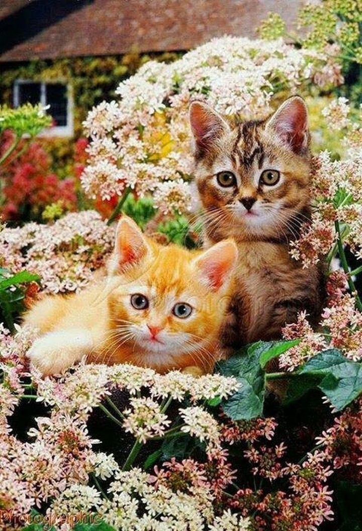 Cats in the flowers ❤️❤️