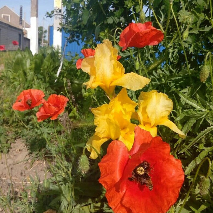 красное и желтое