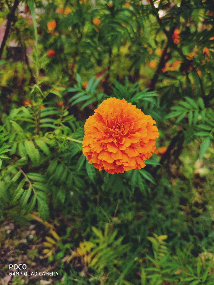 the Beauty of nature