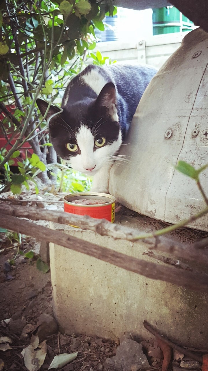 길고양이