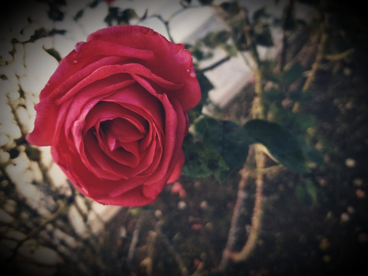 My first picture!! Do you like it?