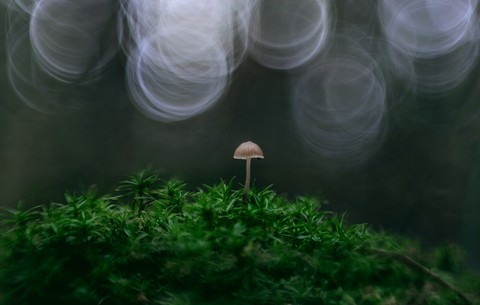 ταπετσαρίες photo, herbs