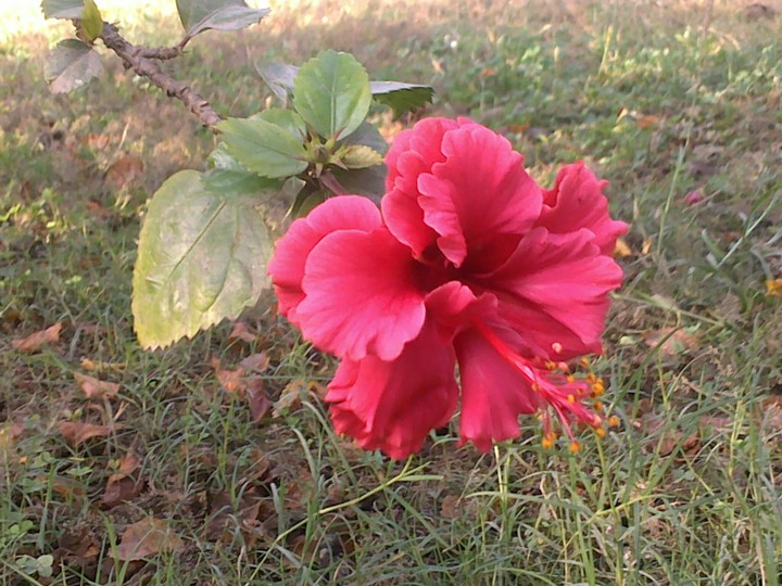flower