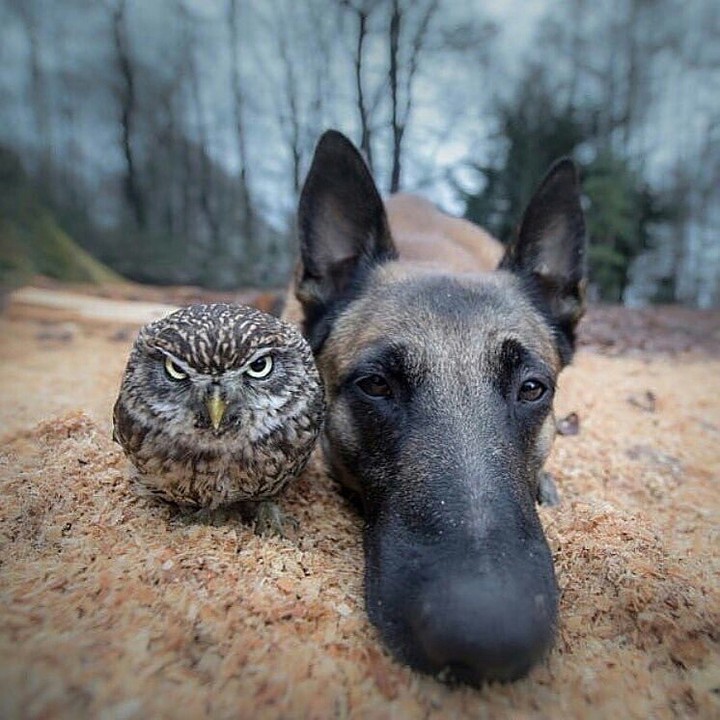 банда?