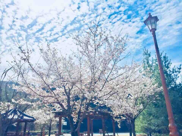 spring