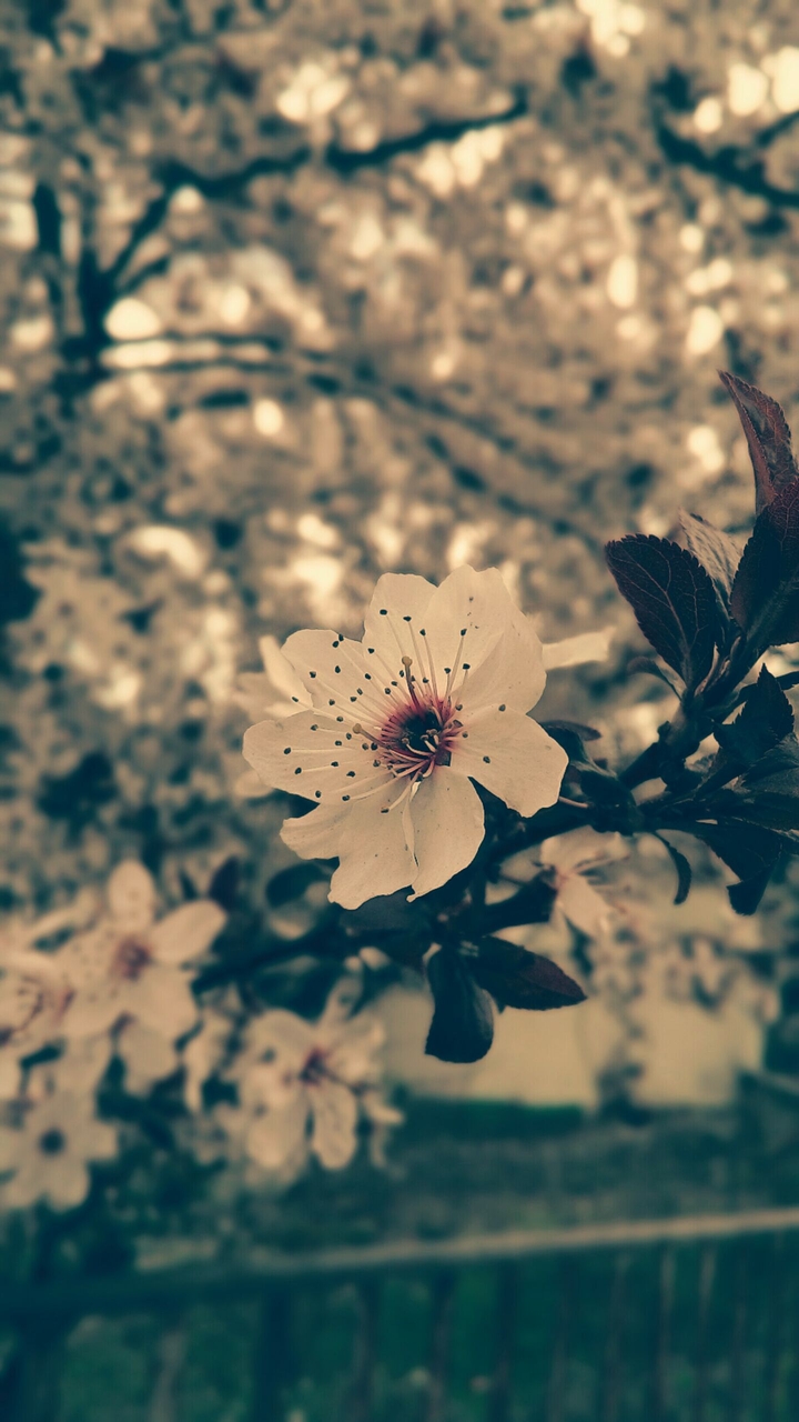 flowers
