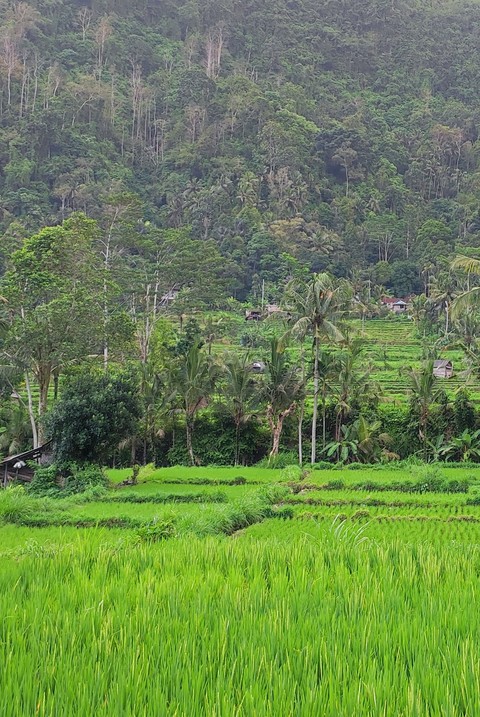 papéis de parede hill, vegetation