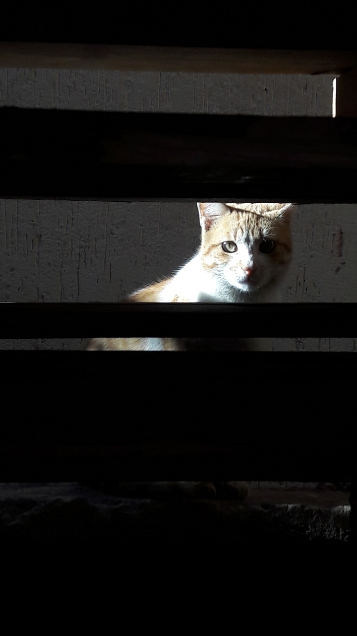 cat by phone photography soufiane el graini