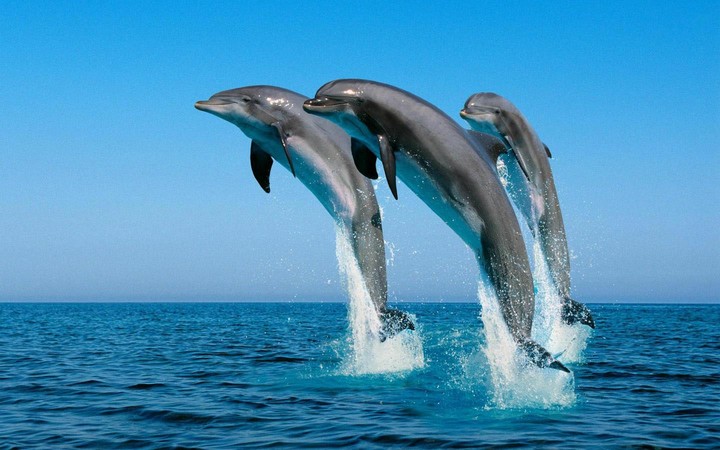 Jumping Dolphins