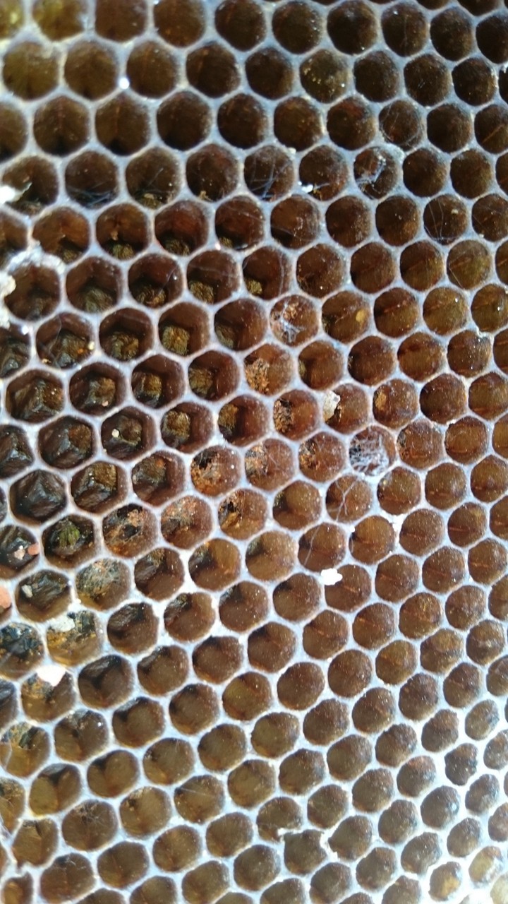 Bee art