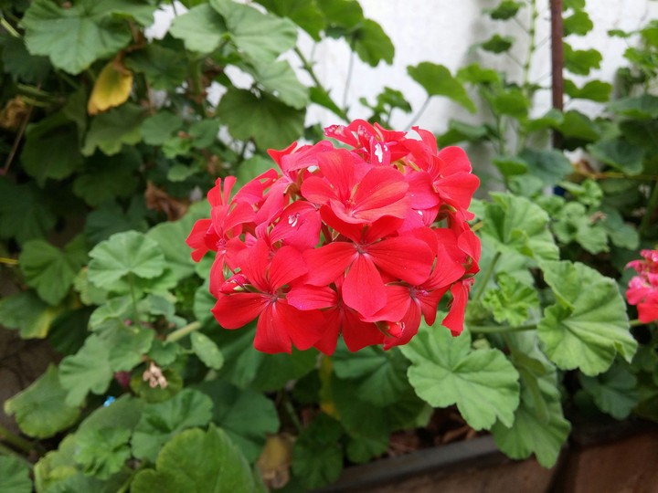 flowers