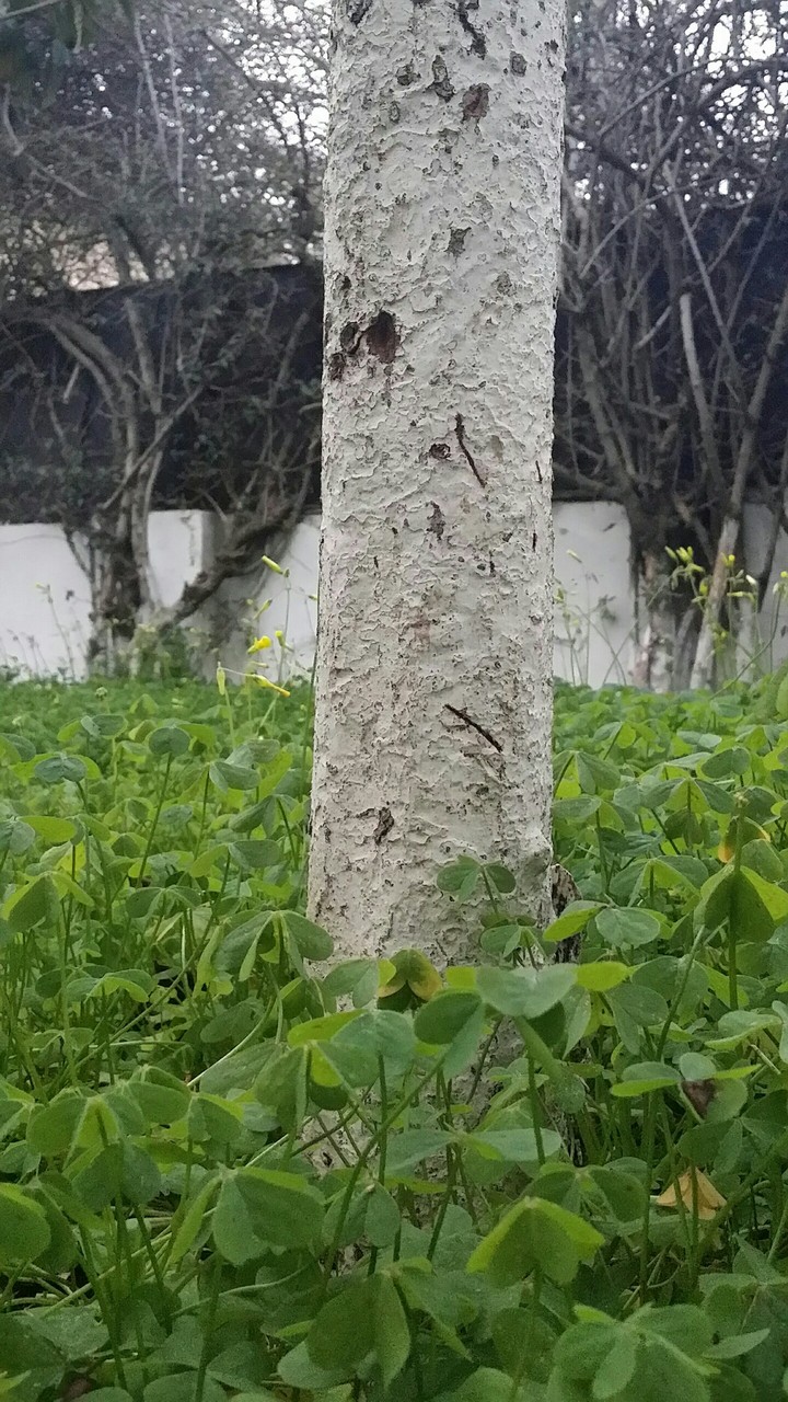 Frühling Frühling!