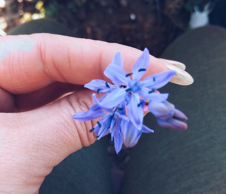 flower