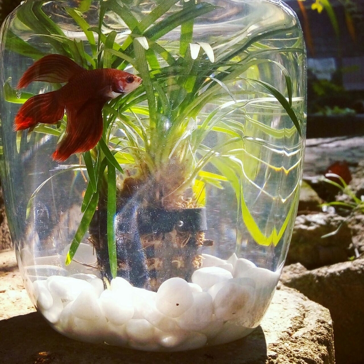 Fish