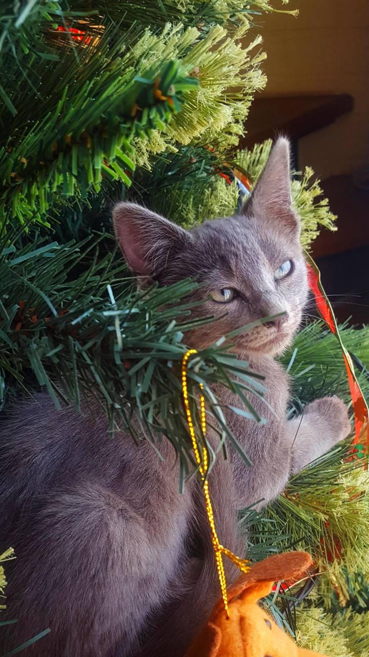 navidad