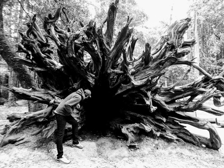 Roots