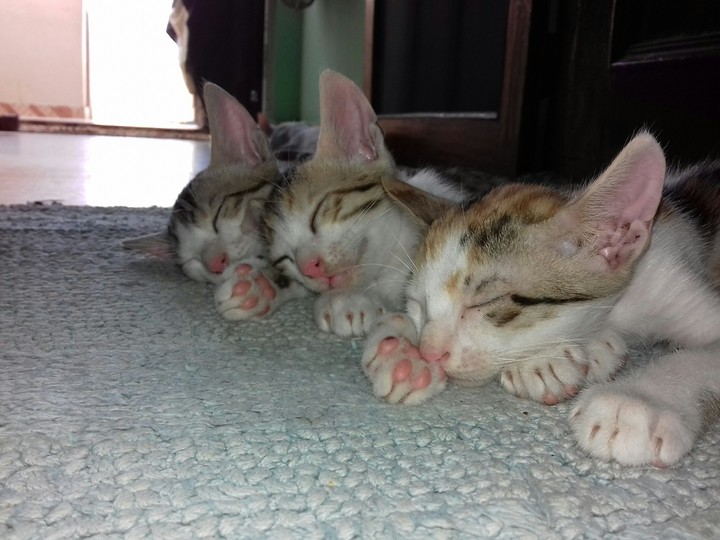 Lovely Cats