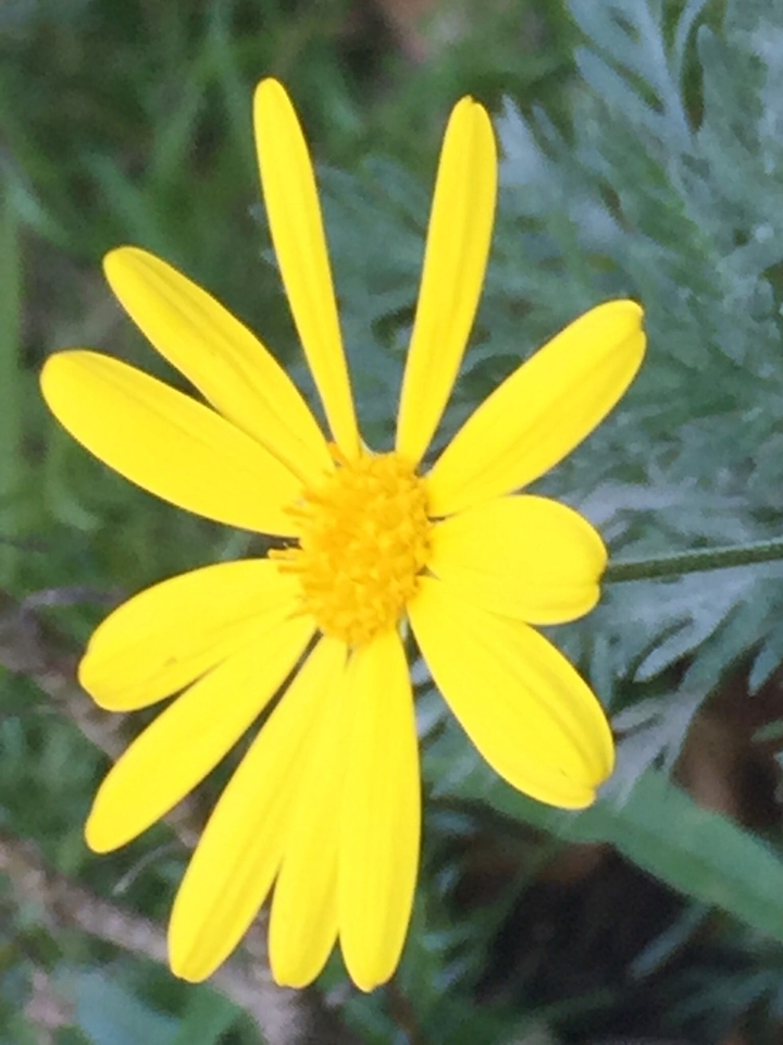 summer yellow flower