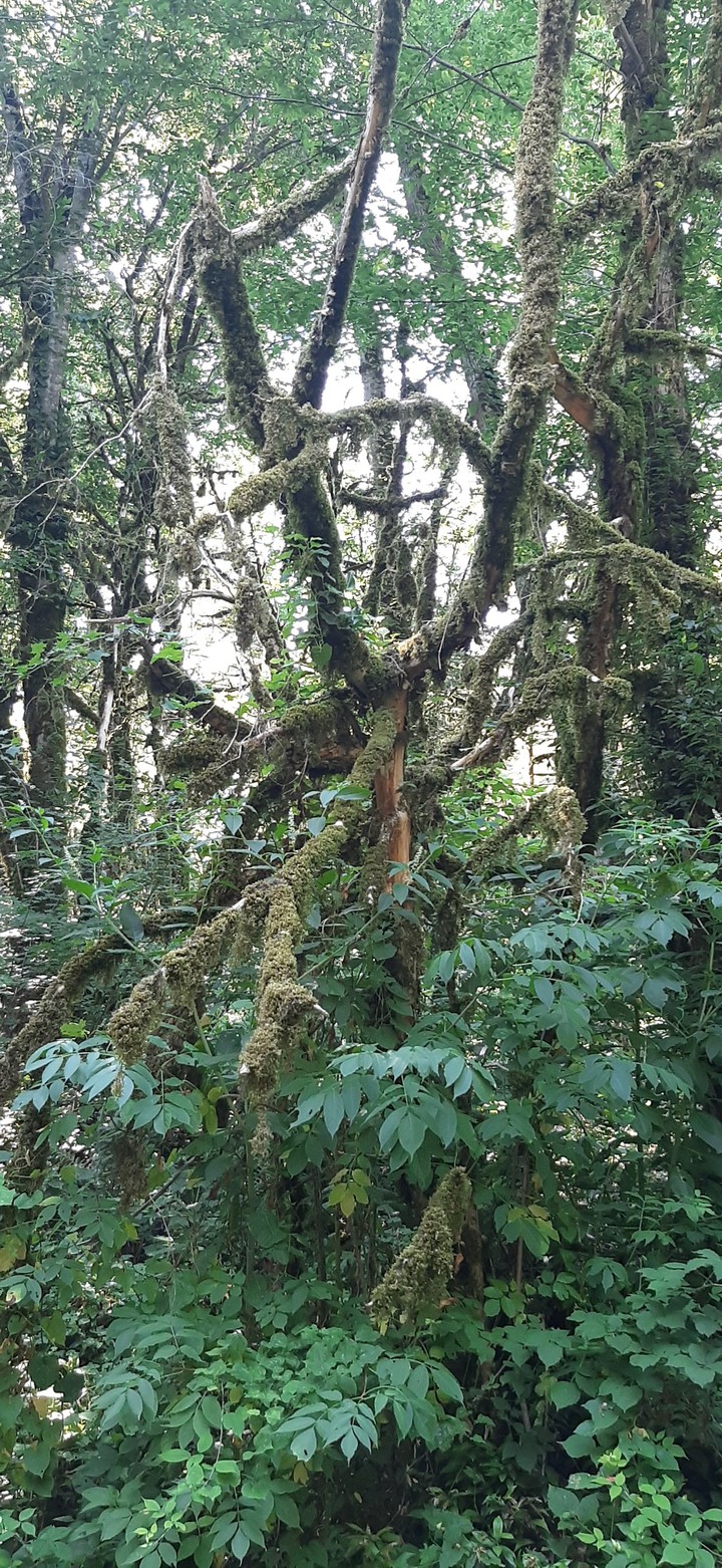 forest