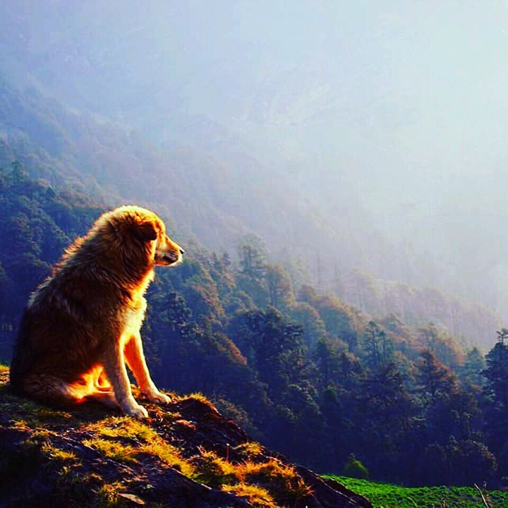 Himalayan Shepherds
