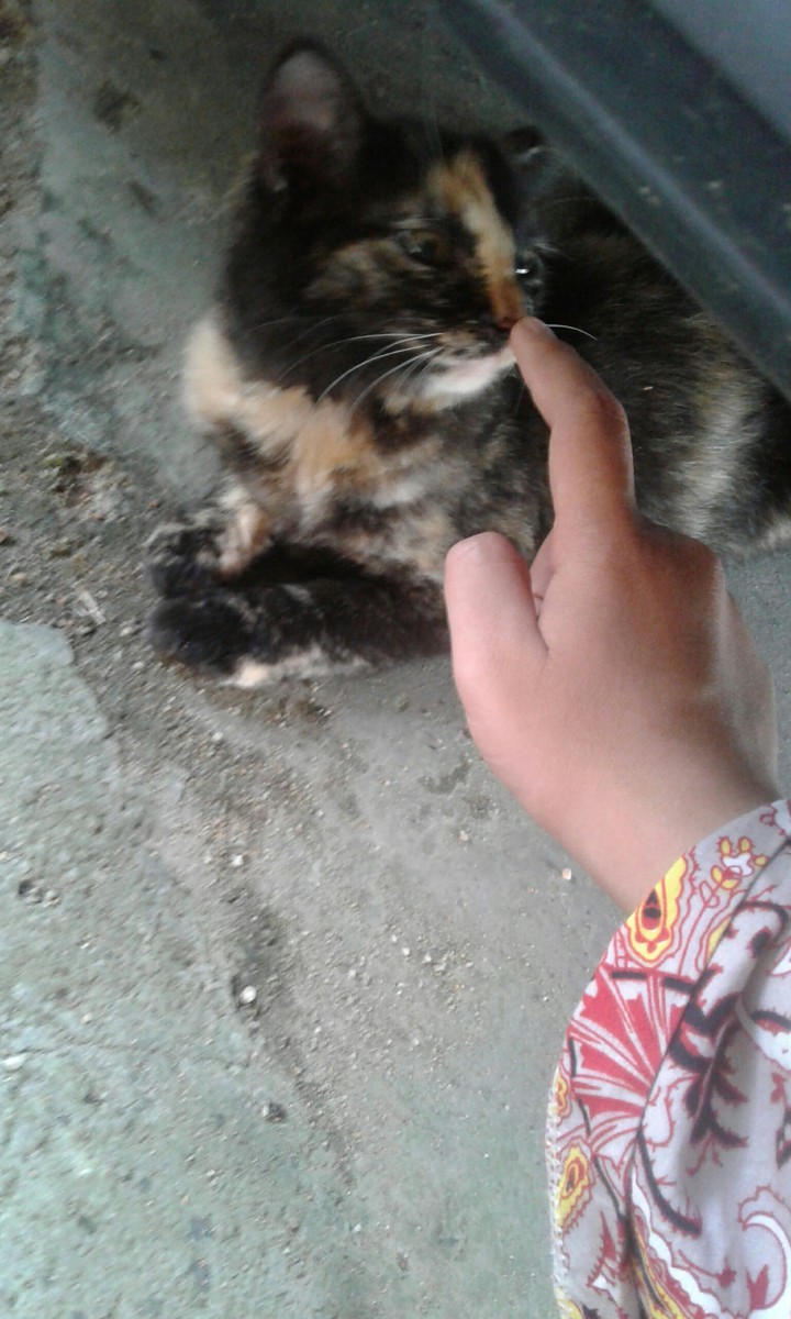 cat