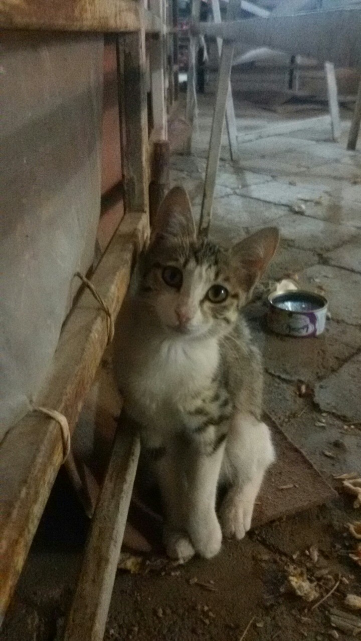meyou...