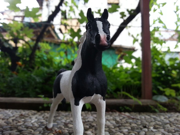 pintabian 2