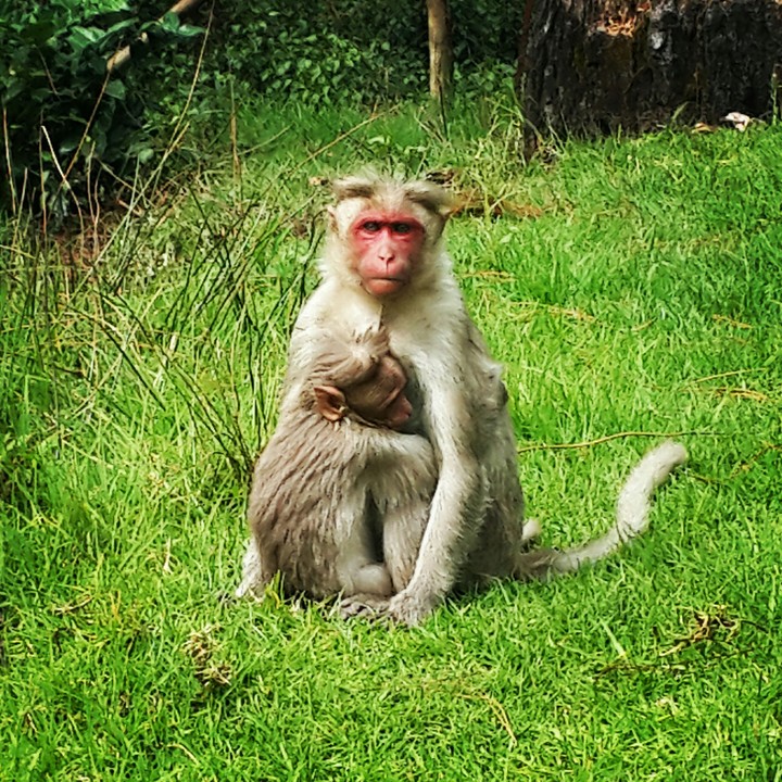monkey