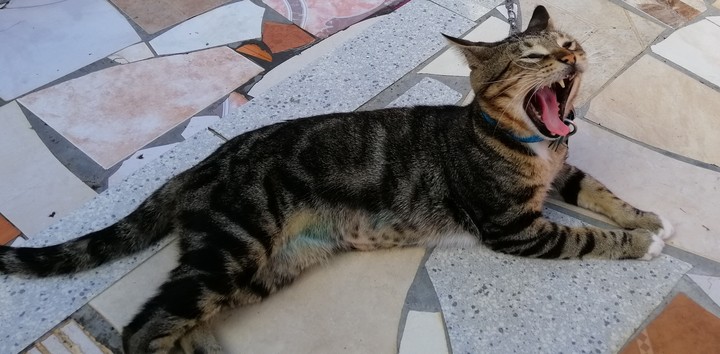 Zazou is a bit tired