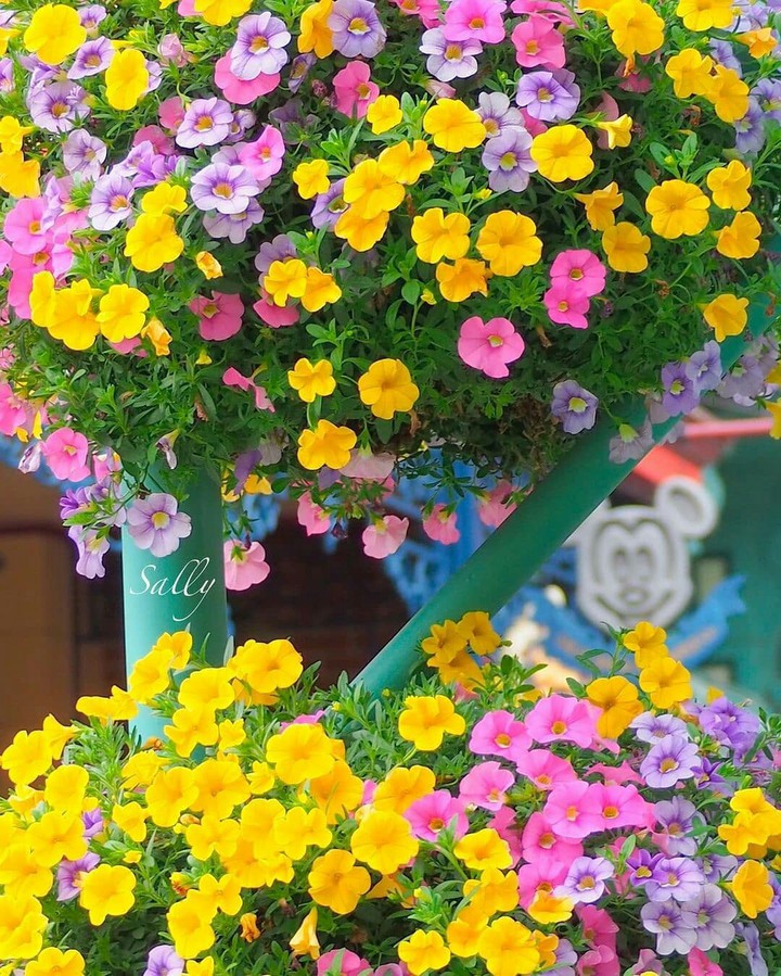 flower