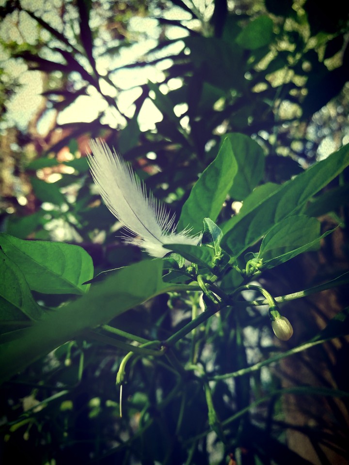 Feather