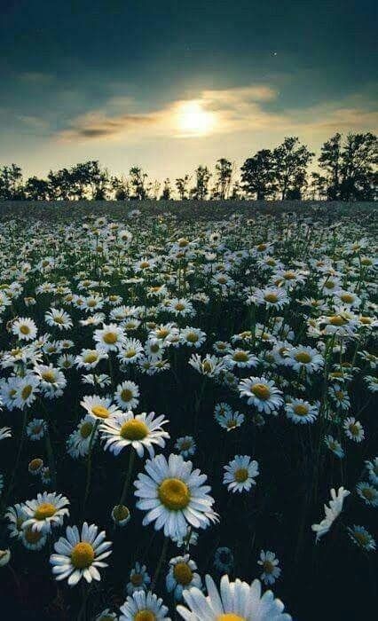 muy bonita