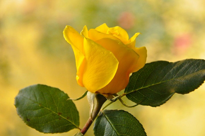 Yellow Rose !!!
