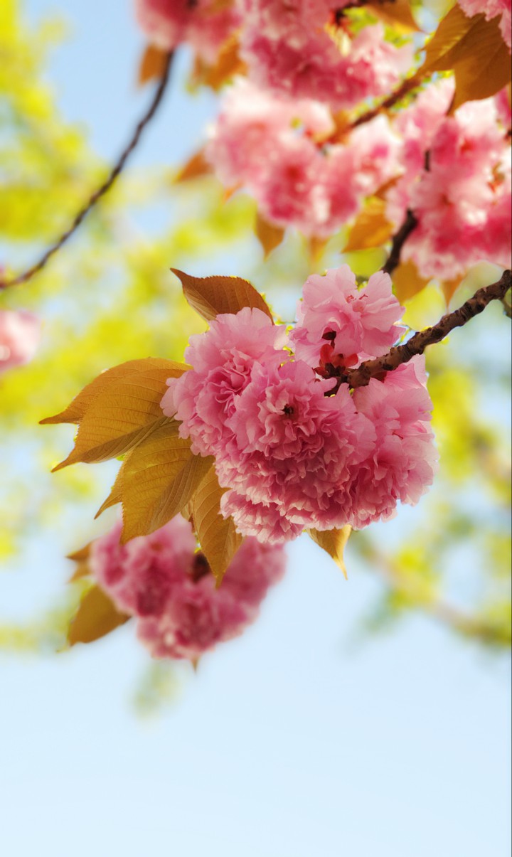 cherry blossoms