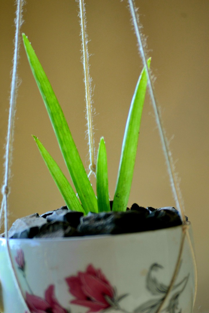 plant