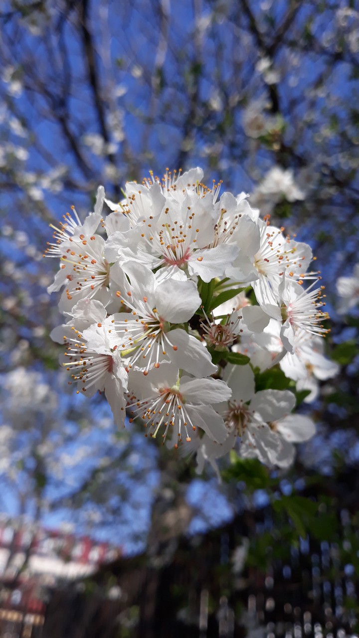white flowers