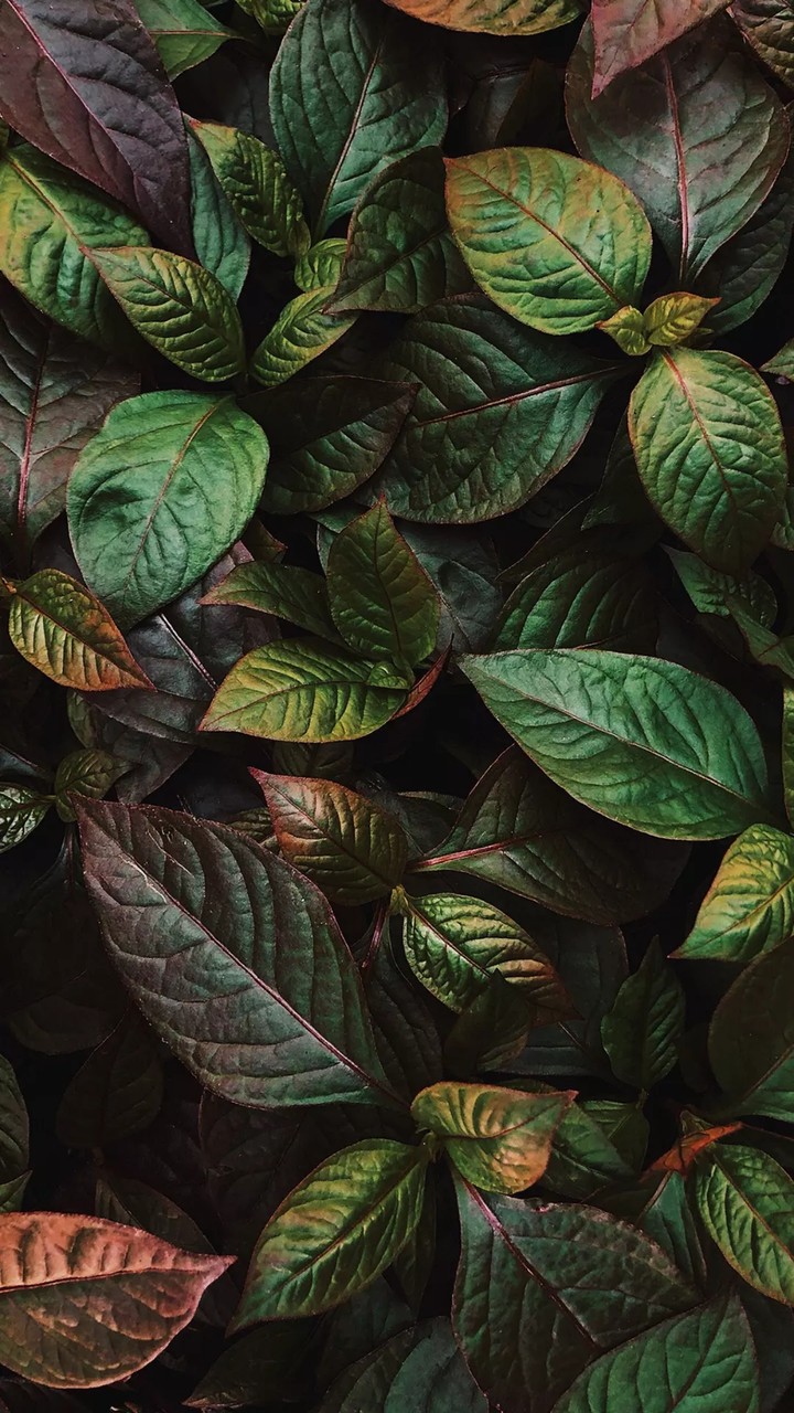 leaves